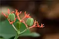Fruits de Jatropha podagrica.