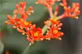 Gros plan de Jatropha podagrica.