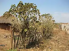 Haie vive de Jatropha curcas.