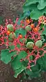 Jatropha podagrica.