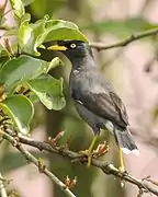 Acridotheres javanicus