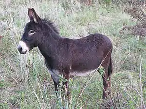 Equus asinus