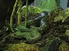 Ménagerie du jardin des plantes Paris/France