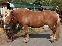 Alezan crins lavés (pas de poils noirs, crinière et queue claires)