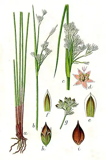 Jonc : feuille plate ou cylindrique réduite en gaine foliaire, tige cylindrique, petites fleurs à 6 tépales réunies en panicule latérale.