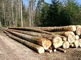 Exploitation forestière.