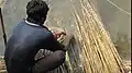 La fibre de jute est extraite de la tige des plantes de jute rouies