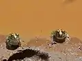 Juvéniles (Parc national Kruger, Afrique du Sud)