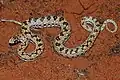 Juvénile (Parc transfrontalier de Kgalagadi, Afrique du Sud)