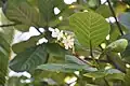 Fleurs de kahāia, nom pa'umotu du Guettarda speciosa