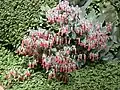 Floraison.