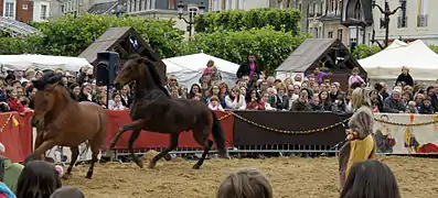 Spectacle equestre.