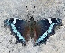 Kaniska canace