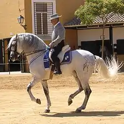 Chartreux gris au piaffer