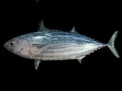 Katsuwonus pelamis