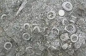 Fragments de crinoïdes dans un calcaire du Silurien (Pridoli) (Saaremaa, Estonie)