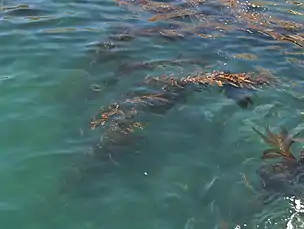 Équivalent de la canopée, pour la forêt de kelp.