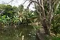 Backwaters d'Alappuzha.