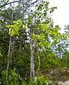 Ilex cymosa