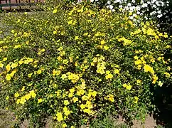 Touffe en fleurs.