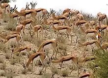 Springboks au parc Kgalagadi en Afrique du Sud