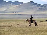 Stud in Khustain Nuruu National Park
