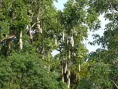Arbre à saucisses.