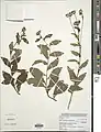 Kinghamia nigritana.