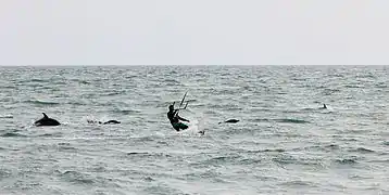 Dauphins Delphinus delphis à Sotchi