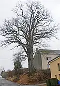 Le chêne en décembre 2007