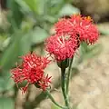 Fleurs, cultivées en Angleterre, à Kew