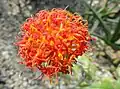 Kleinia abyssinica var. hildebrandtii, fleur, cultivée en Allemagne.