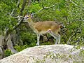 Mâle (Parc national Kruger, Afrique du Sud)