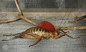 Deinacrida fallai, dont la taille peut dépasser 20&nbsp;cm.