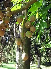 Fruits de petite taille de couleur brune.