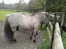 Équidé Konik-Polski.