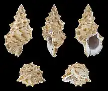 Korrigania fosteri