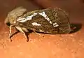 Korscheltellus lupulinus (Linnaeus, 1758)