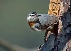 Sittelle de Krüper (Sitta krueperi)