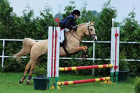 Karotka, ponette Feliński en saut d'obstacles