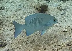 Kyphosus cinerascens