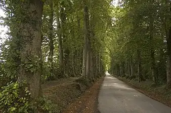 La double rangée de tilleuls menant au château.