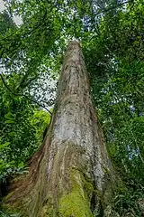 Un eucalyptus dans la Hifadhi ya Mazingira ya Msitu wa Bururi (sw). Juin 2022.