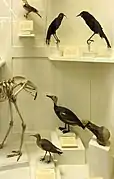 Vitrine des espèces d'oiseaux éteintes.