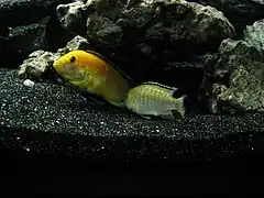 Posture en "T" de reproduction (mâle gauche et femelle droite plus terne)