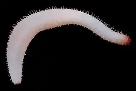 Labidodemas pertinax.