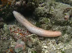 Labidodemas rigida?