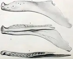 Croquis d'une mandibule d'allosaure fragmenté d'un allosaure.