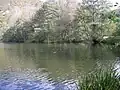 Lac de Saint-Pé-d'Ardet avec des nénuphars jaune