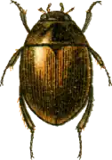 Laccobius cinereus.